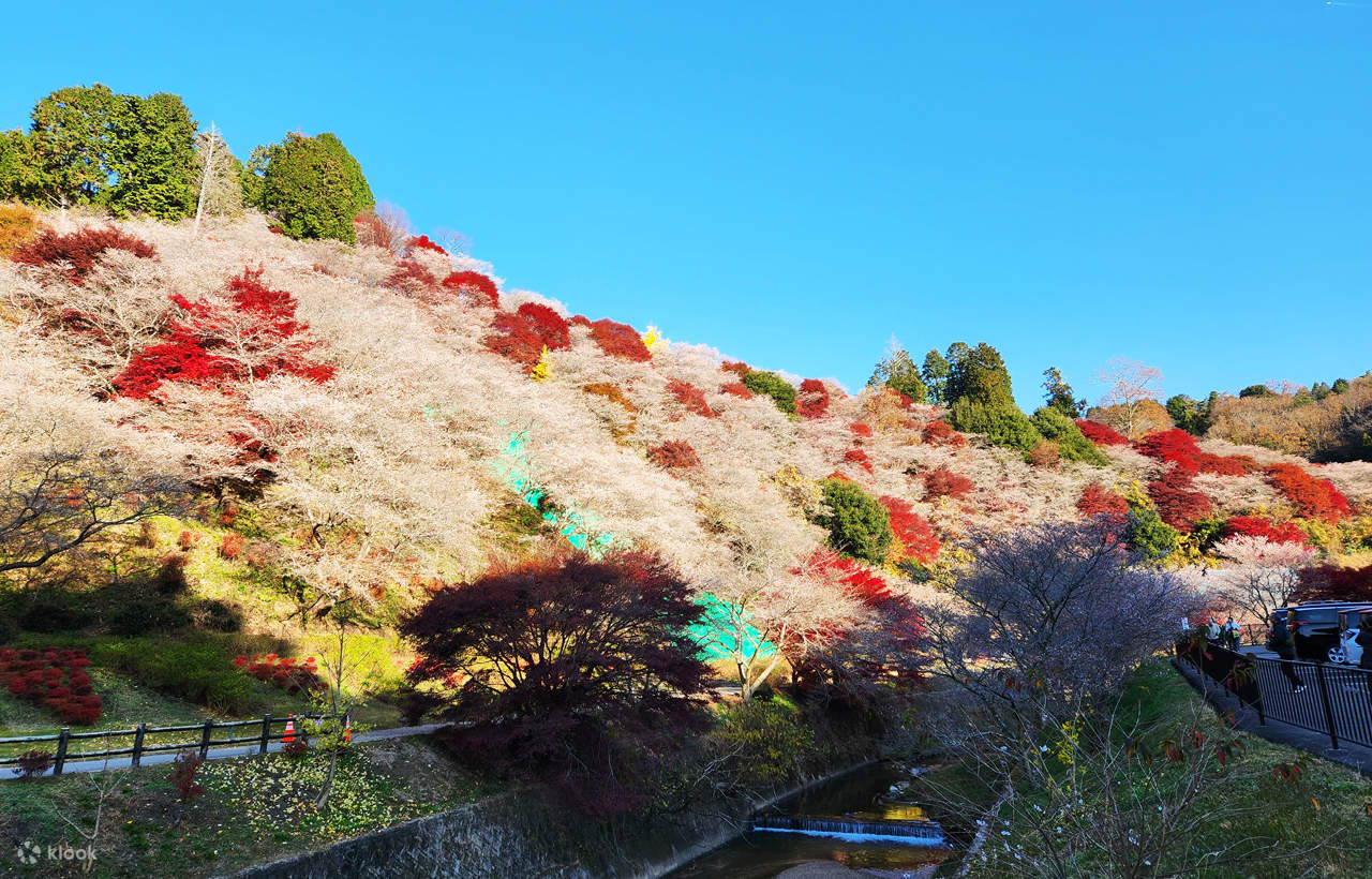 Must-See Autumn Foliage Spots in Nagoya, Japan | Tiger